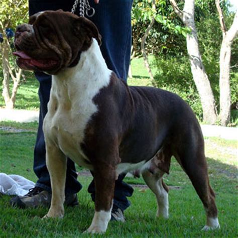 bulldog brasileiro dogs wiki fandom powered  wikia