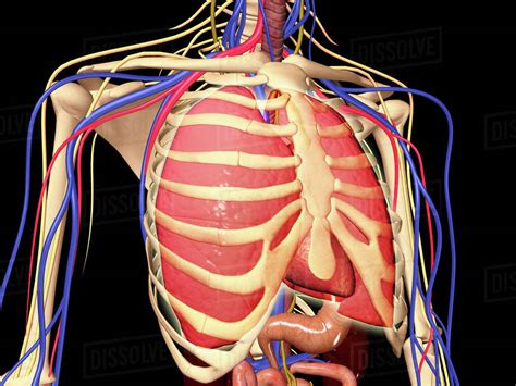 Human Rib Cage With Lungs And Nervous System Stock Photo Dissolve