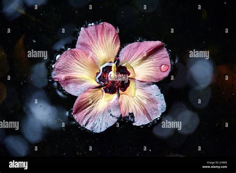Hibiscus Flower In Water Stock Photo Alamy