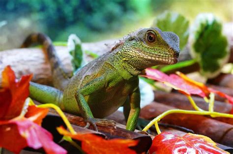 Free Picture Nature Lizard Reptile Zoology Animal Wildlife