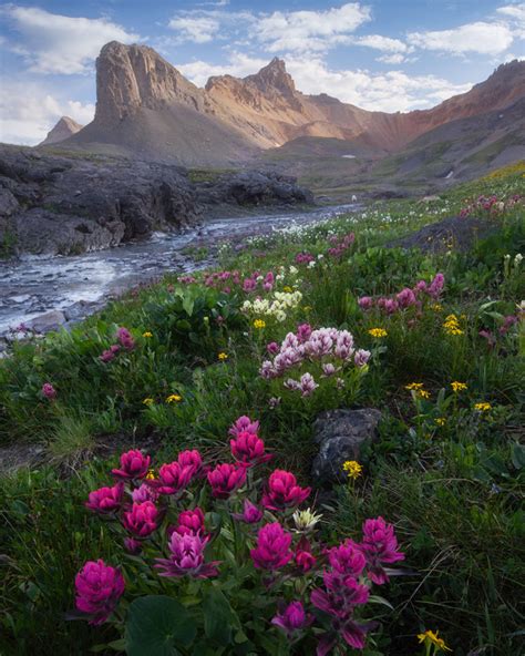 Alpine Wildflowers Lars Leber Photography