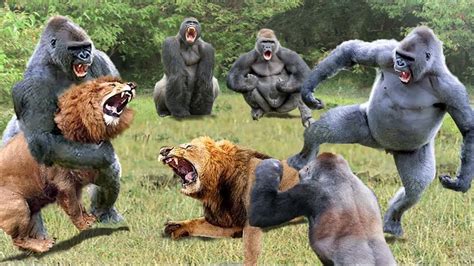Giant Gorilla Provokes Lion Lion Subjectively Receives A Disastrous