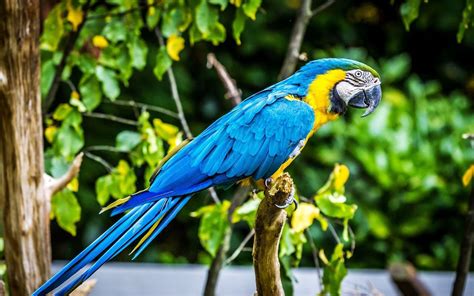 Macaw parrot bird tropical (37) wallpaper | 1920x1200 | 362943 ...