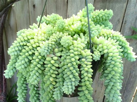 Honestly, burro's tail (which also goes by the alias donkey's tail) can be a tricky succulent plant to grow indoors. Sedum burrito - Burro's Tail, Baby Donkey Tail - See more ...