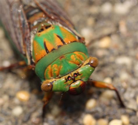 Beautiful Bugs Beautiful Bugs Love Bugs Bugs