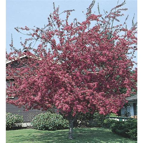 Tree Planting Pink Profusion Crabapple Flowering Tree