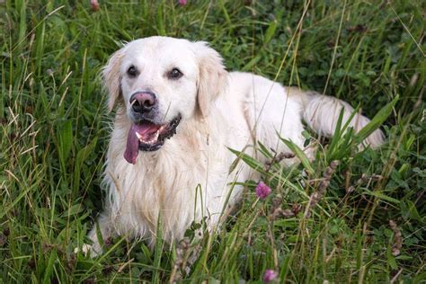 16 Reasons Why Golden Retrievers Are Such Awesome Pets