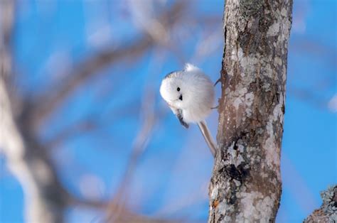 6 Hokkaido Animals That Hide In Snow All About Japan