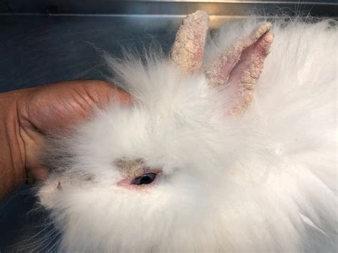 Sarna En Conejos Síntomas Y Tratamiento Mis Animales
