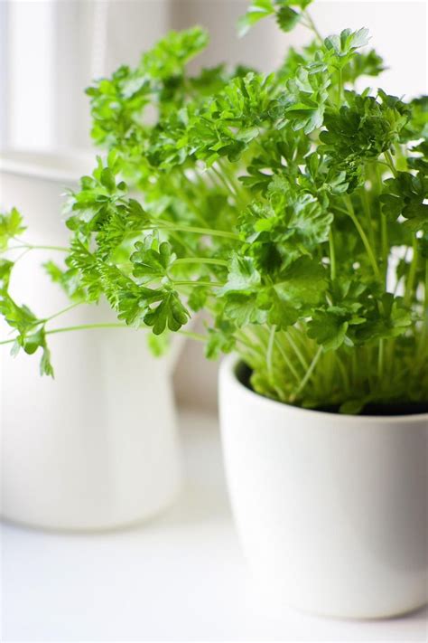 23 easy to grow vegetables indoors under lights. The 9 Easiest Herbs to Grow Indoors - More | Easy herbs to ...