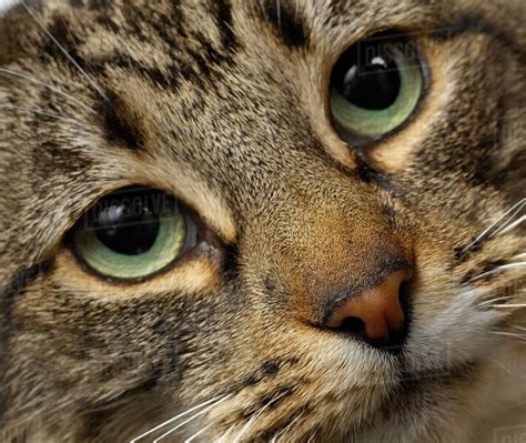 Close Up Of Cats Face Stock Photo Dissolve