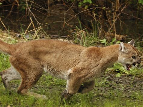 Cougar Attacks Two Year Old Boy In Cascade Falls Regional Park
