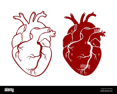 Human Heart Anatomical Realistic Heart Line Art Vector Illustration