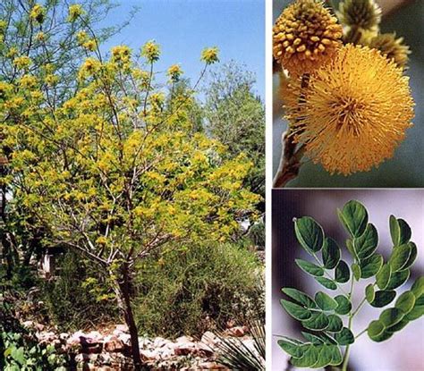 Sweet Acacia Tree Tucson Shaun Ridenour