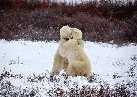 Bear Hug Animal Photography Polar Bears Hugging Love