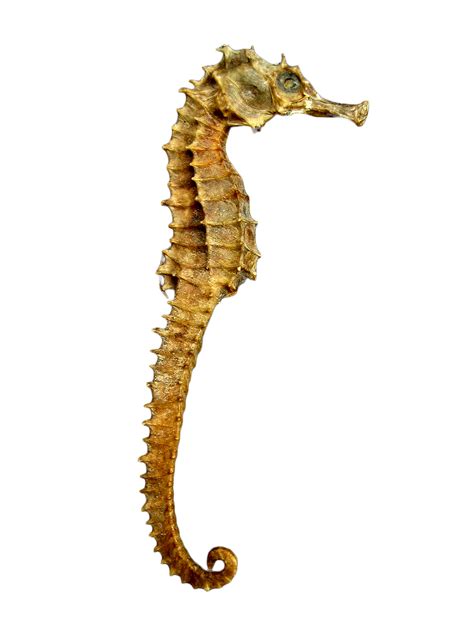Yellow Seahorse Seahorse Png Download 17042272 Free Transparent