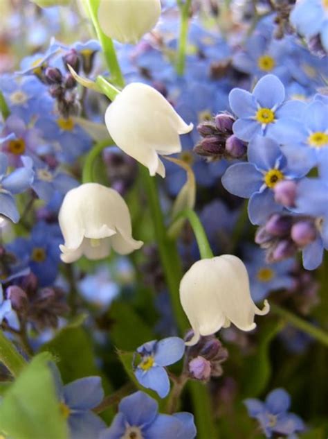 Forget Me Not And Lilly Of The Valley Amazing Flowers Colorful Flowers