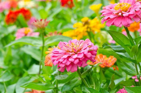 Zinnia Flowers In The Garden Stock Image Image Of Beauty Bright