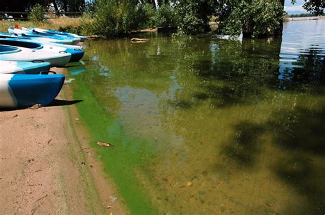 What You Need To Know About Blue Green Algae And E Coli
