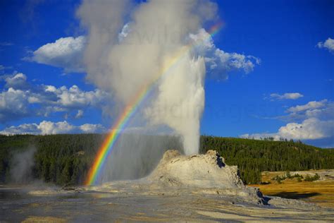 Castle Geyser Eruption With Rainbow At Sunset In Yellowstone National