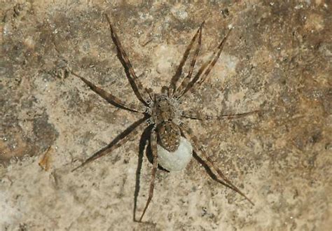 Wolf Spider And Egg Sac Pardosa Bugguidenet