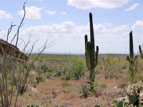 Tourist attractions, what to visit, what to see, where to go, how to get there. American Travel Journal: Javelina Rocks Overlook - Saguaro ...
