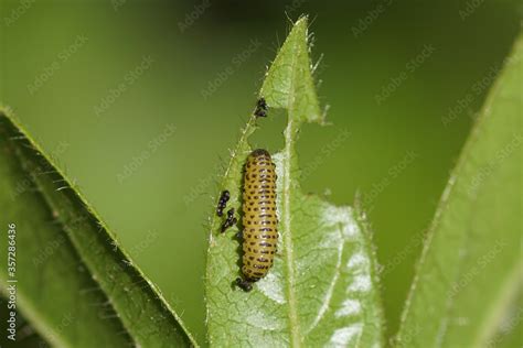 Larva Of A Viburnum Leaf Beetle Pyrrhalta Viburni Feeds On The Leaves Of Laurustinus Viburnum