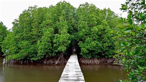 Cambodia Mangrove Forest Youtube