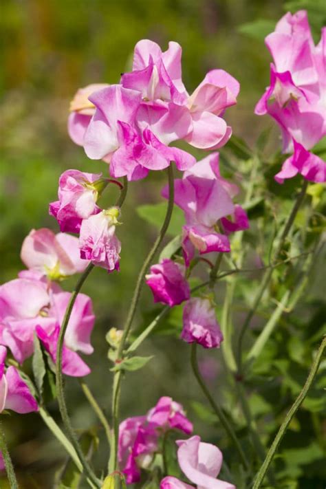 16 Annuals That Bloom All Summer Long Natalie Linda Best Smelling