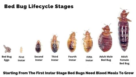 How Long Does It Take For A Bed Bug Infestation To Manifest