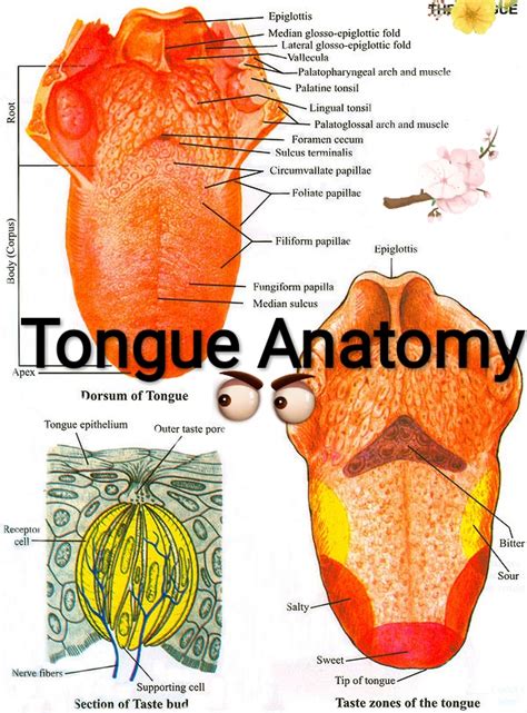 Healthcare And Health Solution Tongue Anatomy Diagram With Function