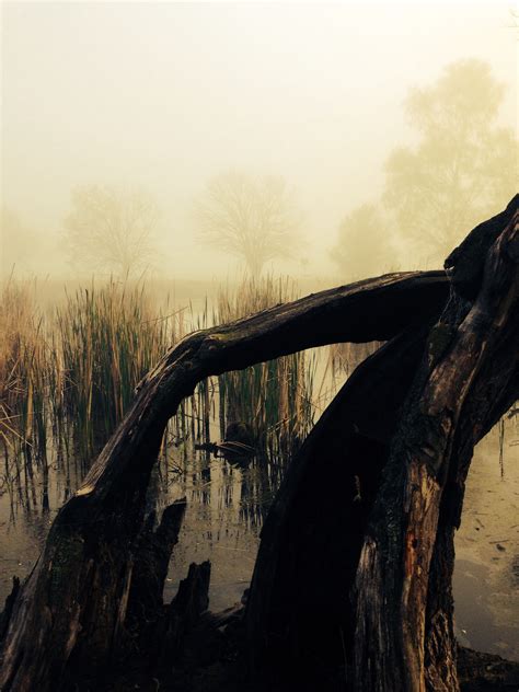 Free Images Landscape Tree Nature Rock Swamp Branch Winter Fog