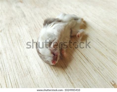 Dead Hamster Seen Side Stock Photo 1024985410 Shutterstock