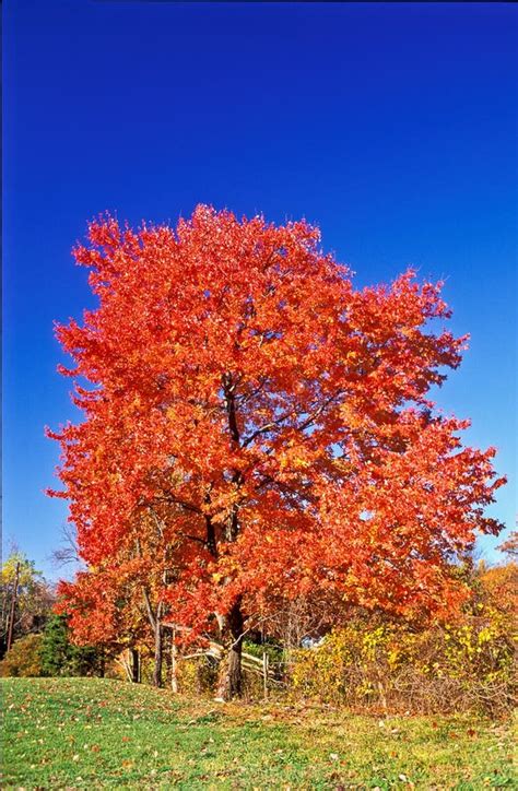 Maple Tree In Fall Stock Photo Image Of Blue Pennsylvania 60682632