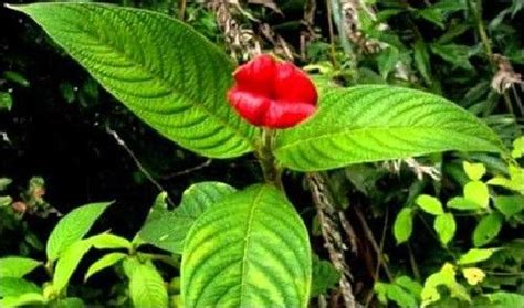 Beautiful Kissing Lips Of Psychotria Elata Beauty Will Save Hot