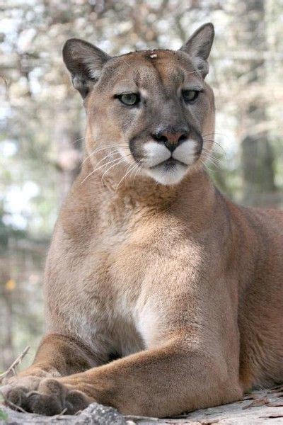 627 best images about cougar america s big cat on pinterest cats africa and a tree
