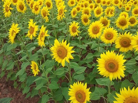 Sunflower Sunflowers Girasol · Free Photo On Pixabay