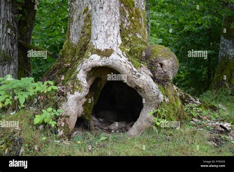 Tree Cave Stock Photo Alamy
