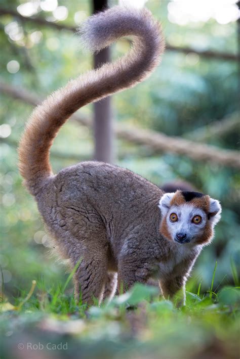 Crowned Lemur Howletts 16 Oct 2014 Zoochat