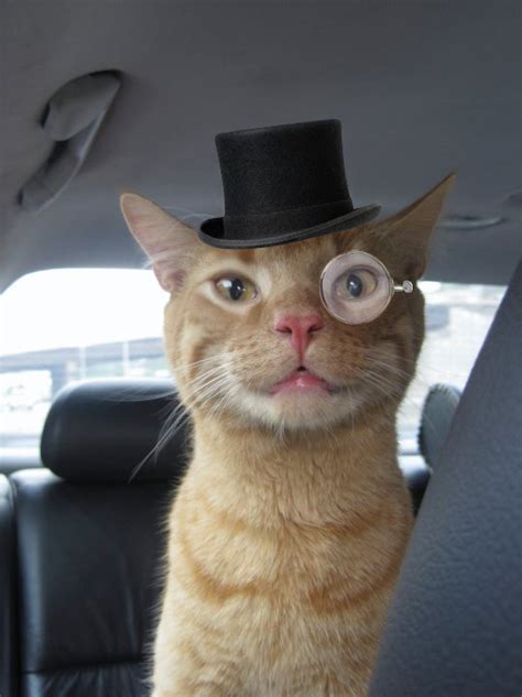 Permanent Top Hat Cat Pics