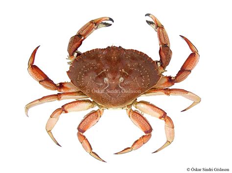 Atlantic Rock Crab Grjótkrabbi Sindri Gíslason Flickr