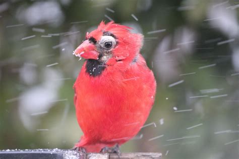 Deformed Or Sick Male Northern Cardinal Feederwatch