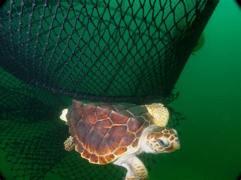 Feds To Be Sued For Weakening Sea Turtle Protections Turtle Island
