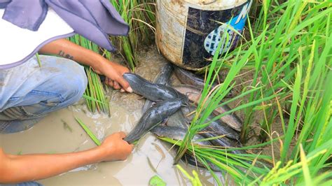 Amazing Catching A Lot Of Fish Catfish In Rice Field Traditional Khmer