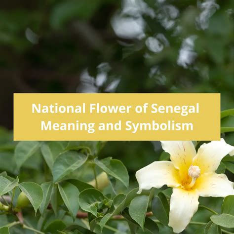What Is The National Flower Of Senegal Meaning And Symbolism