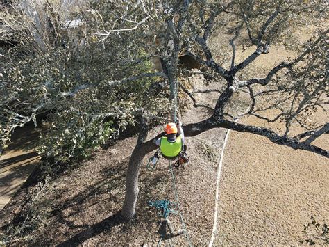 Tree Service Austin Tree Trimming Removal 6 Arborists