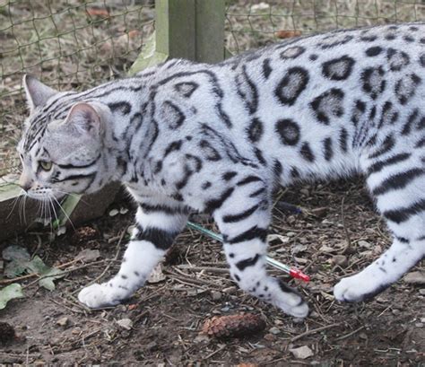 Encountered Mr Snow Bengal Cat Beautiful And Famous On Social Media