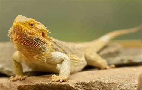 The Definitive Guide To Fancy Bearded Dragons Everything Reptiles