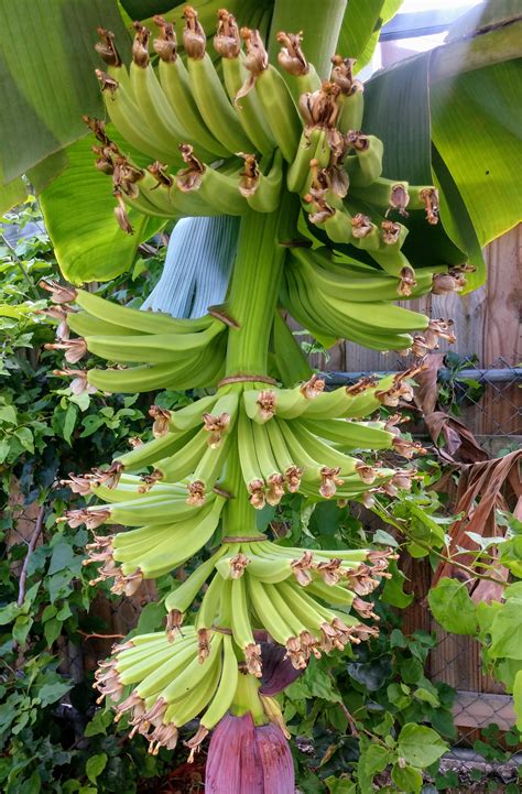 6 Foot 7 Foot 8 Foot Bunch Rgardening