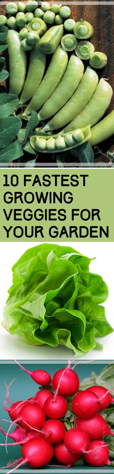 Spinach is an incredibly healthy green leafy vegetable well known for its antioxidant. 10 Fastest Growing Veggies for Your Garden ~ Bless My Weeds